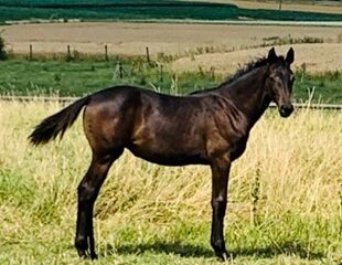 cheval de profil dans le pré Diamant de Semilly
